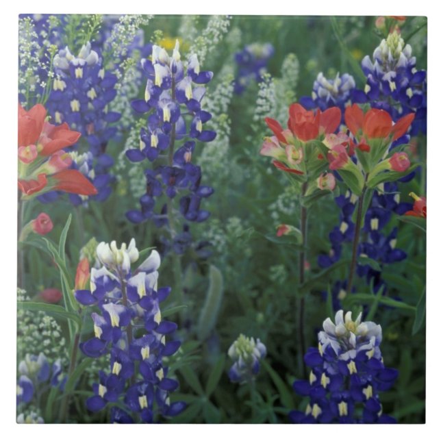 EUA, Texas Hill Country. Bluebonnets e (Frente)
