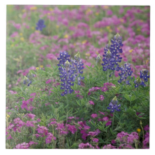 EUA, Texas Hill Country. Bluebonnets entre phlox