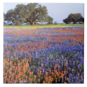 EUA, Texas, Llano. Bluebonnets e redbonnets
