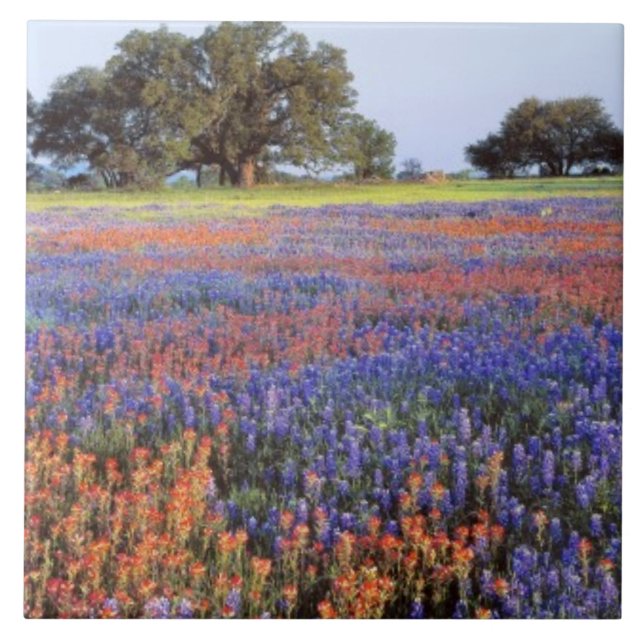 EUA, Texas, Llano. Bluebonnets e redbonnets (Frente)