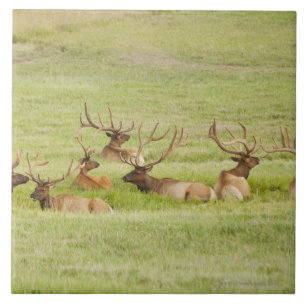 EUA, Utá, grupo de alces do touro (canadensis do