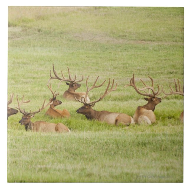EUA, Utá, grupo de alces do touro (canadensis do (Frente)