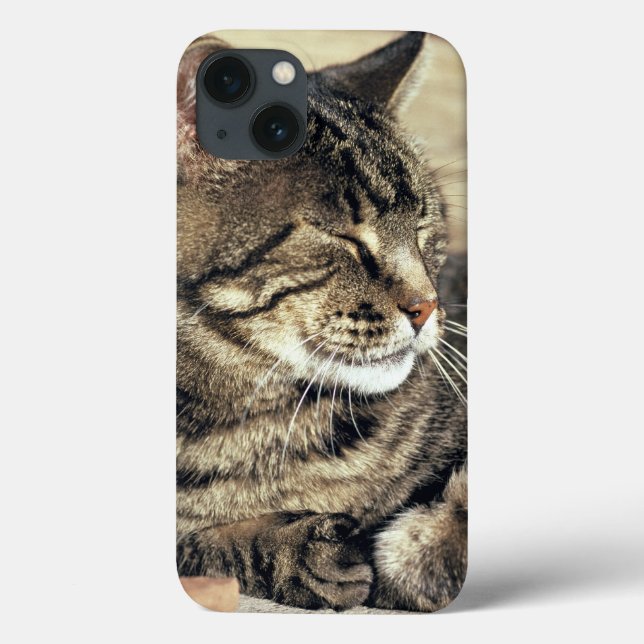 EUA, Utah, Capitol Reef NP. Gato de dormir (Verso)