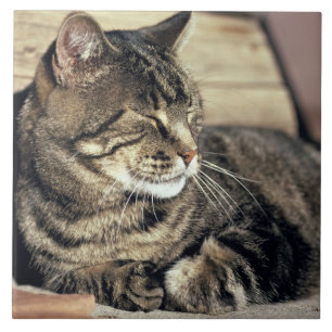 EUA, Utah, Parque Nacional Capitol Reef. Gato list