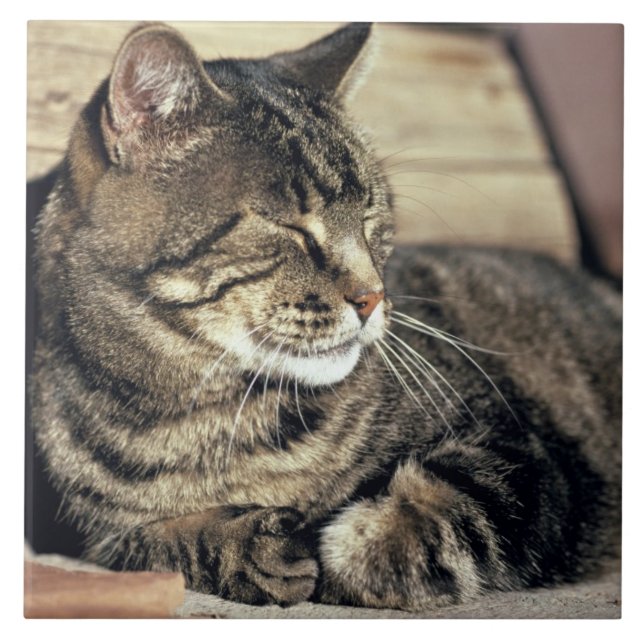 EUA, Utah, Parque Nacional Capitol Reef. Gato list (Frente)