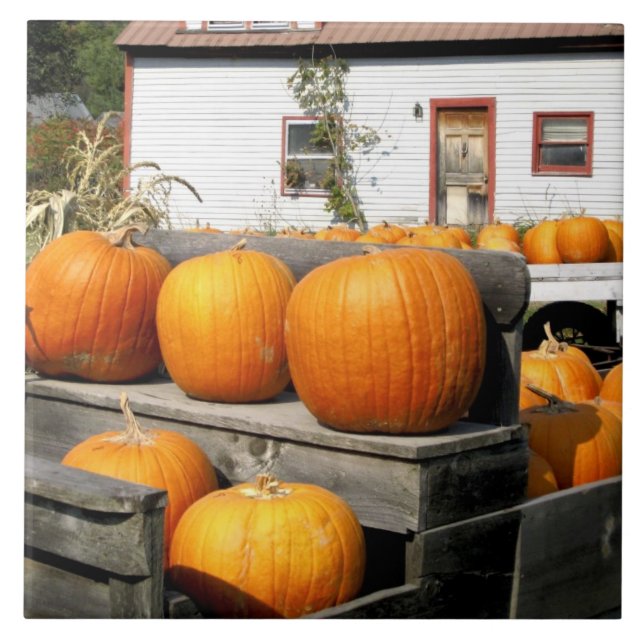 EUA, Vermont.Pumpkins (Frente)