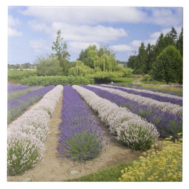 EUA, WA, Sequim, Purple Haze Lavender Farm (Frente)
