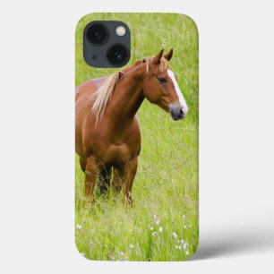 EUA, Washington, Cavalo em Campo de Primavera,