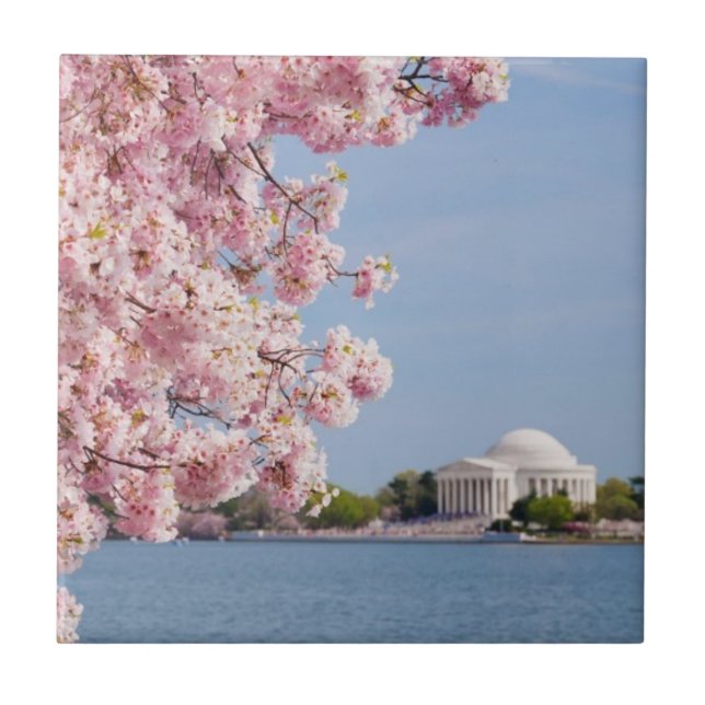 EUA, Washington DC, árvore de cereja (Frente)