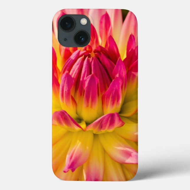 EUA, Washington. Detalhe Da Flor Dahlia (Verso)
