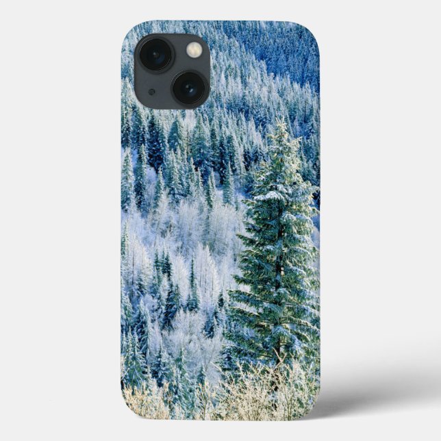 EUA, Washington, Mt. Spokane State Park, Aspen (Verso)