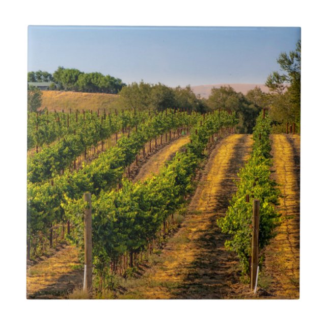EUA, Washington Oriental, Vinhas Walla Walla (Frente)
