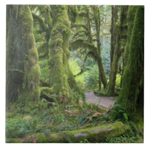 EUA, Washington, parque nacional olímpico, chuva