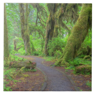 EUA, Washington, Parque Nacional Olímpico, Chuva d