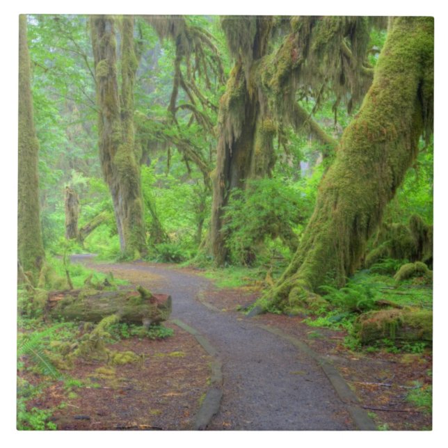 EUA, Washington, Parque Nacional Olímpico, Chuva d (Frente)