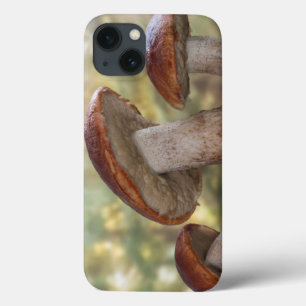 EUA, Washington, Seabeck. Leccinum Insigne