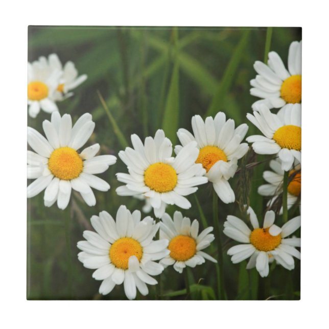 EUA, Washington, Seattle, Puget Sound 3 (Frente)