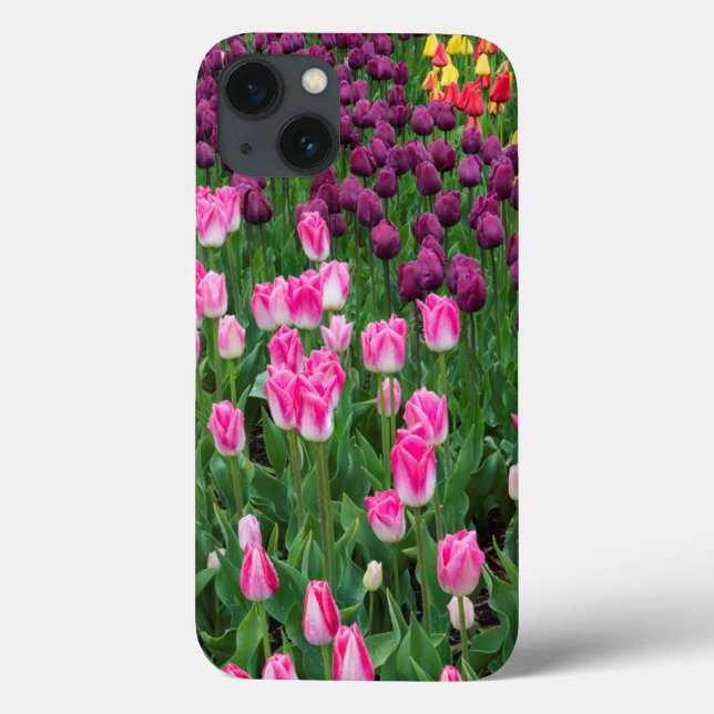 EUA, Washington. Tulipas em Flor (Verso)