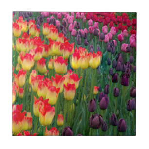 EUA, Washington. Tulipas em Flor 2