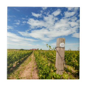 EUA, Washington, Walla Walla. Cabernet Sauvignon