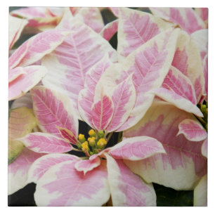 EUA, Washington, Woodinville, Molbak's Nursery,