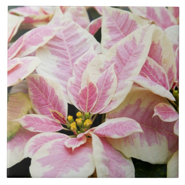 EUA, Washington, Woodinville, Molbak's Nursery, (Frente)