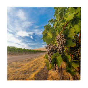 EUA, Washington, Yakima Valley. Uvas Merlot