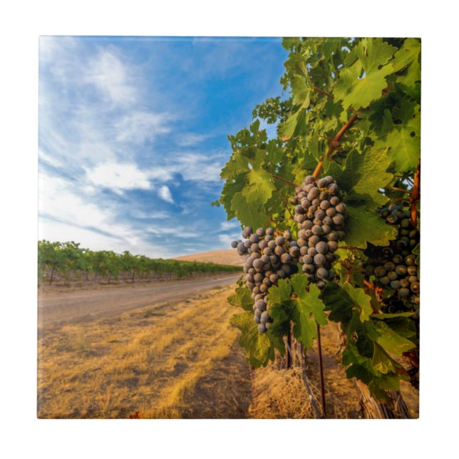 EUA, Washington, Yakima Valley. Uvas Merlot (Frente)