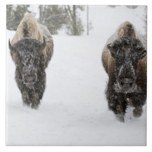 EUA, WY, Parque Nacional Yellowstone, Bisonte Amer