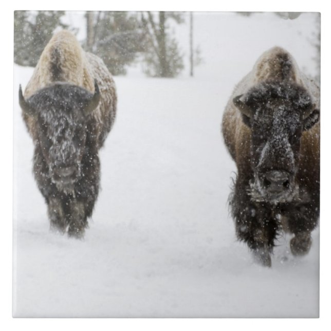 EUA, WY, Parque Nacional Yellowstone, Bisonte Amer (Frente)