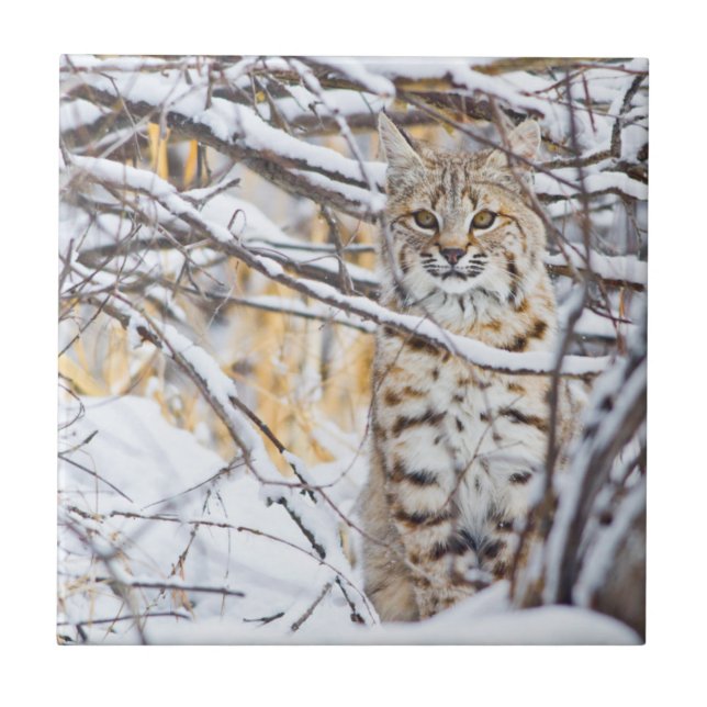 EUA, Wyoming, Bobcat (Frente)