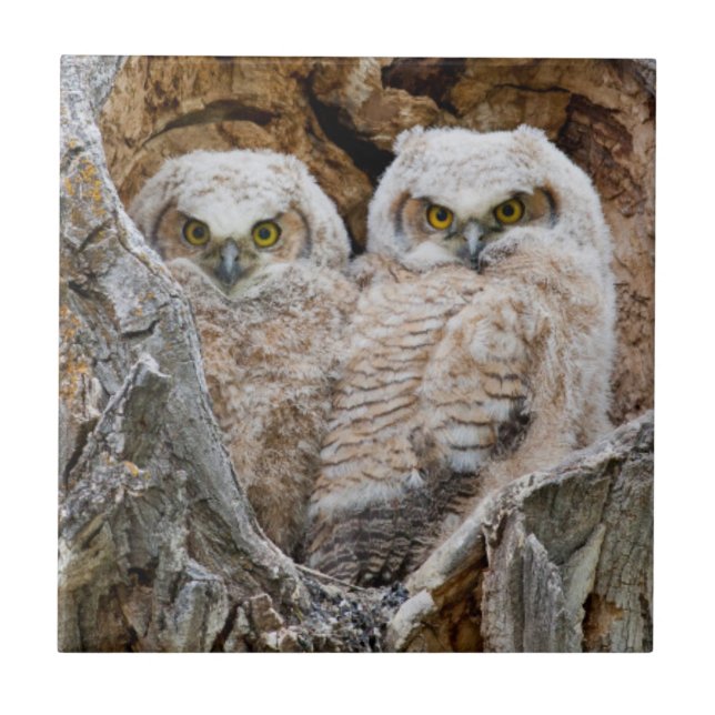 EUA, Wyoming, Grand Teton National Park (Frente)