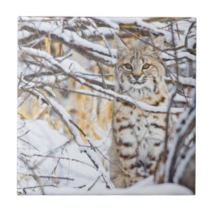 EUA, Wyoming, Lince-vermelho