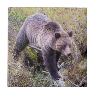 EUA, Wyoming, Parque Nacional de Yellowstone, Griz