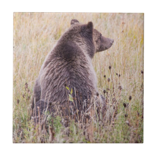 EUA, Wyoming, Parque Nacional de Yellowstone, Griz (Frente)