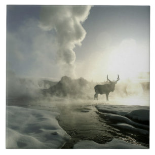 EUA, Wyoming, Parque Nacional de Yellowstone. Nasc