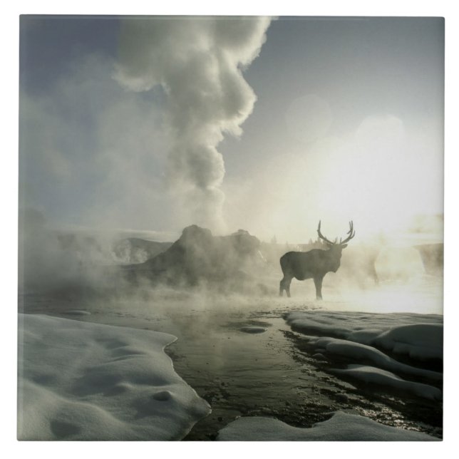 EUA, Wyoming, Parque Nacional de Yellowstone. Nasc (Frente)