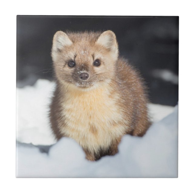 EUA, Wyoming, Parque Nacional Yellowstone (Frente)