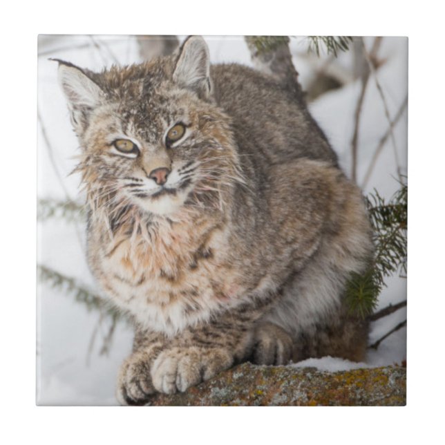 EUA, Wyoming, Parque Nacional Yellowstone, Bobcat (Frente)
