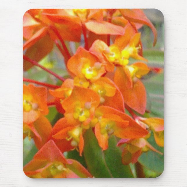 Eufórbio alaranjado Mousepad (Frente)