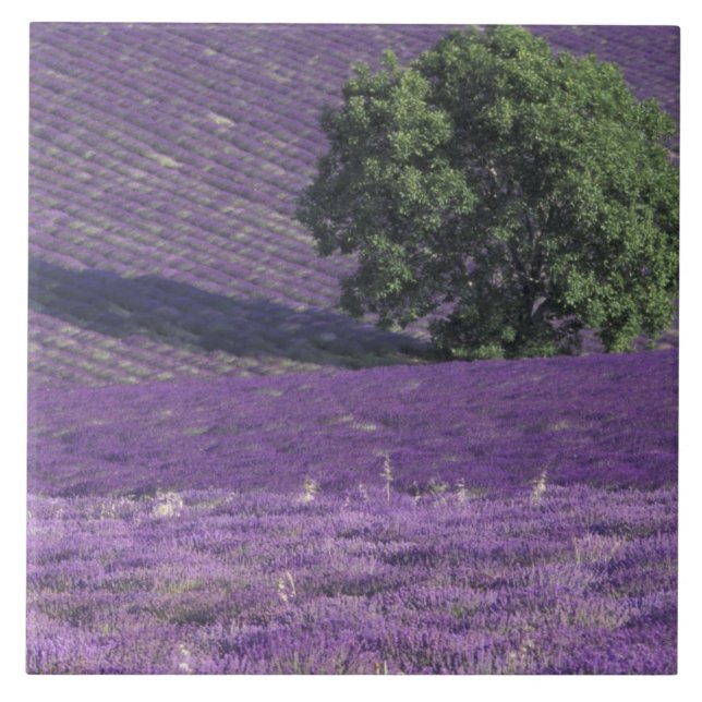 Europa, França, Provença, Sault, campos de Lavanda (Frente)