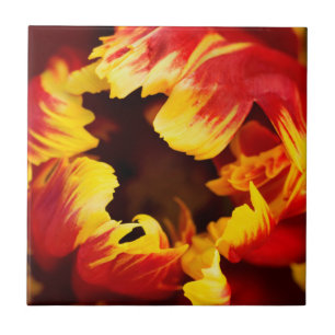 Europa, Países Baixos, Lisse. Tulipa de papagaio