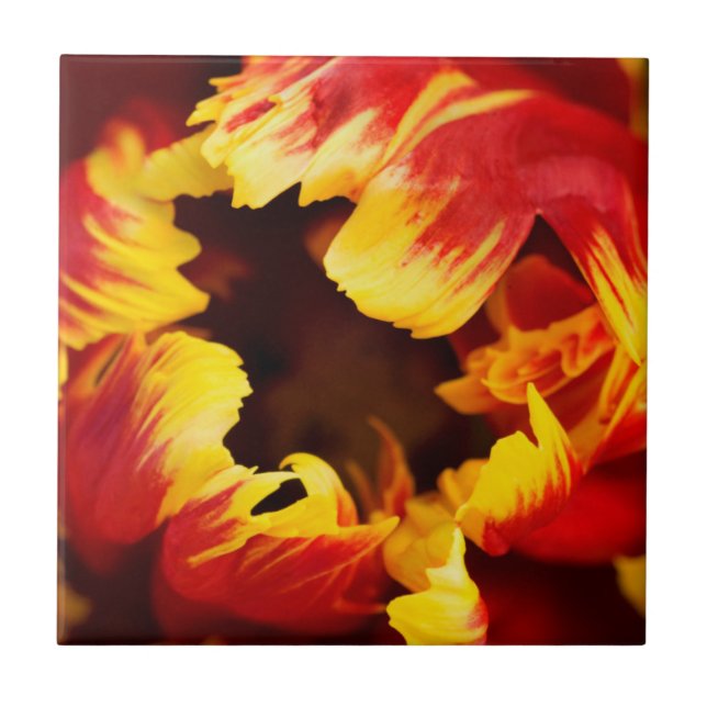 Europa, Países Baixos, Lisse. Tulipa de papagaio (Frente)