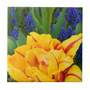 Europa, Países Baixos, Lisse. Tulipas