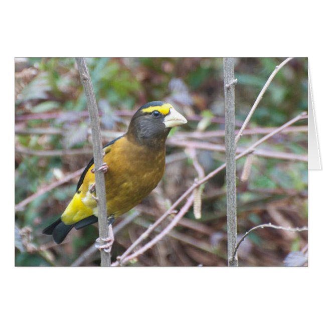Evening Grosbeak - Cartão de Arte Quadro (Frente Horizontal)