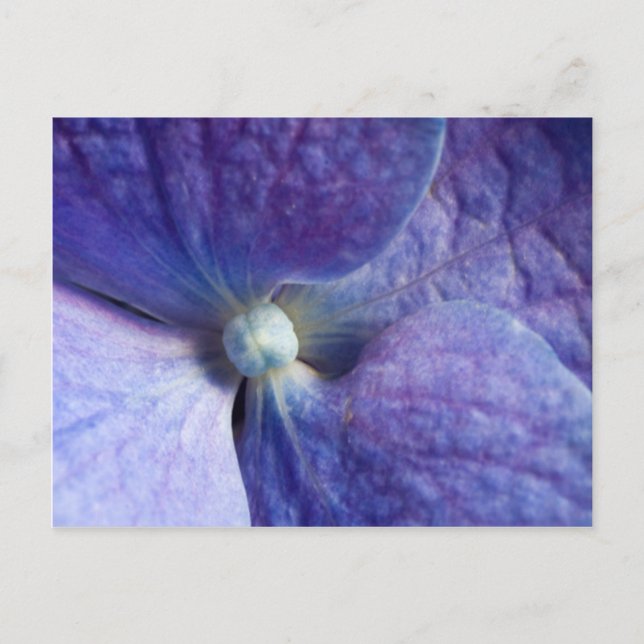 Evento De Hydrangea Púrpura E Anúncio De Casamento (Frente)