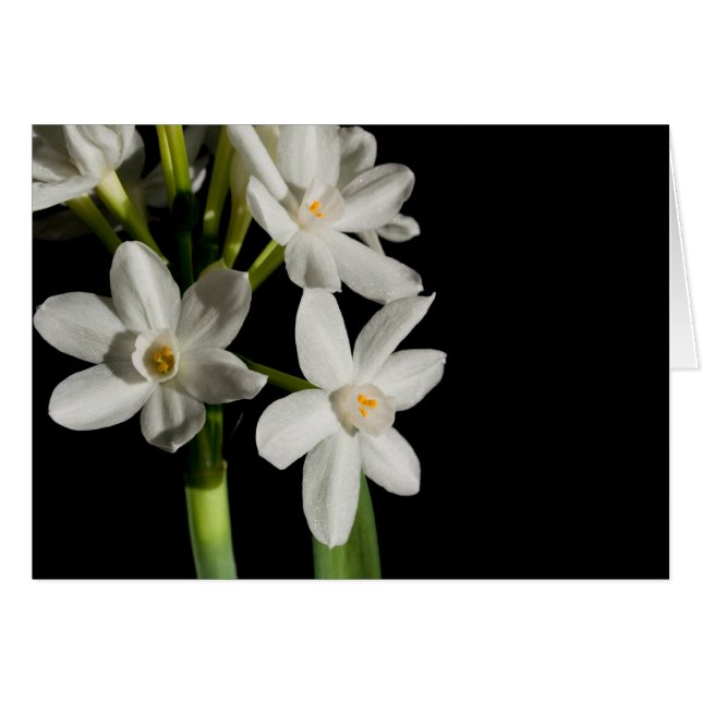 Evento De Primavera De Flor Branco E Cartão De Cas (Frente Horizontal)