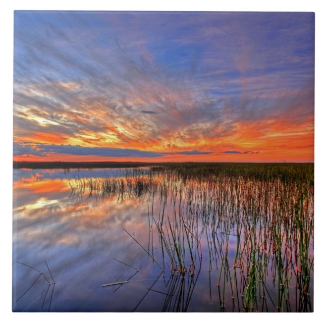 Everglades Coloridos, Flórida, (Frente)