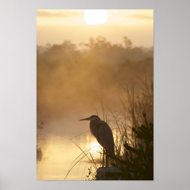 Everglades Great Blue Heron Poster (Frente)