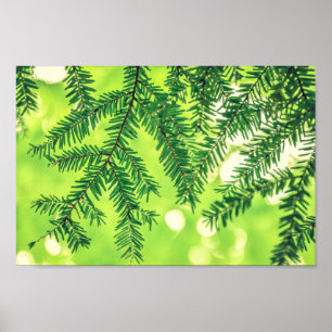 Evergreen Nature Pine Poster Verde